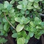 Crassula multicava Συνήθη χαρακτηριστικά