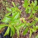 Byrsonima spicata Blad