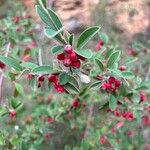 Cotoneaster pannosus Φρούτο