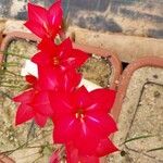 Gladiolus carmineus Flor