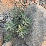 Ambrosia chamissonis Blad