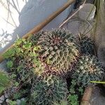 Mammillaria magnimamma പുറംതൊലി