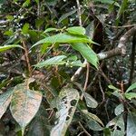 Buchanania sessifolia Blatt