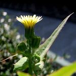 Sonchus oleraceus Květ