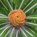 Banksia praemorsa Цвят
