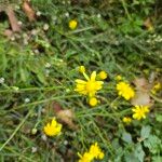 Senecio inaequidensFlor