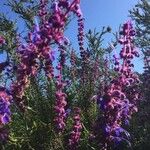 Trichostema lanatum