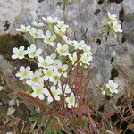 Arabis alpina Kwiat