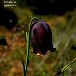 Fritillaria pyrenaica Flor