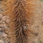 Pachypodium namaquanum ശീലം