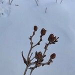 Shepherdia canadensis Ffrwyth