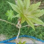 Ricinus communisLeaf