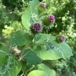 Arctium lappaLeaf