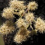 Combretum collinum Flower