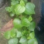 Peperomia pellucidaLeaf