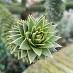 Araucaria araucana Blad