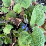 Brunnera macrophyllaFloare