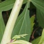 Rudbeckia laciniata Bark