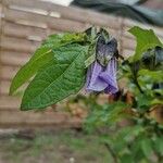 Nicandra physalodesFlors