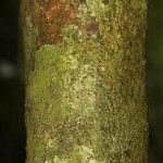 Poecilanthe hostmannii Corteza