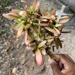 Hiptage benghalensis 花