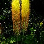 Eremurus stenophyllus Flower