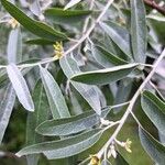 Elaeagnus commutataFlower