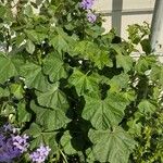 Malva setigera Blatt