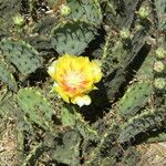 Opuntia macrorhiza Habitus