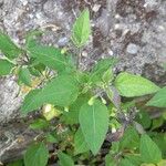 Solanum nigrum Liść