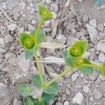 Euphorbia macroclada Flower