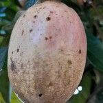 Dacryodes edulis Fruit