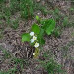 Aquarius cordifolius عادت