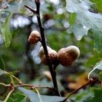 Quercus nigra Fruit