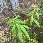 Rhododendron groenlandicum Folha