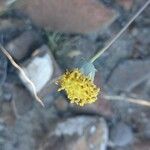 Thelesperma megapotamicum Flower