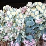 Sedum sieboldii Hoja