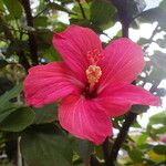 Hibiscus rosa-sinensis फूल