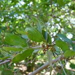 Quercus engelmannii Leaf