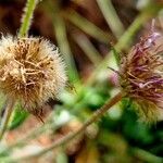 Erigeron alpinus Fruitua