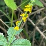 Agrimonia eupatoria Hábito