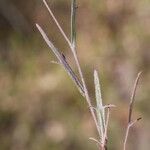 Thysanocarpus curvipes Fruit