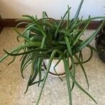 Aloe officinalisNatur