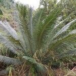 Cycas pectinata Leaf