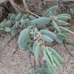 Polygonum maritimum Azala