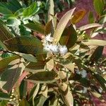 Syzygium guineense Fuelha