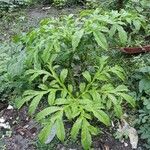 Amorphophallus paeoniifolius 叶