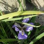 Iris virginica Floare