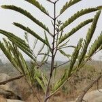 Entada africana Hoja