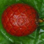 Oncocalamus mannii Fruit
